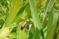 Cantharis soeulensis