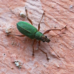 Polydrusus neapolitanus