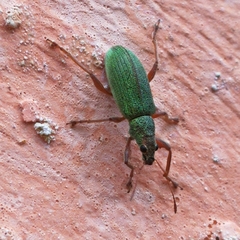 Polydrusus neapolitanus