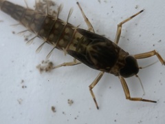 Ameletidae