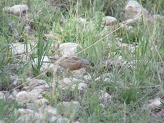 Emberiza buchanani