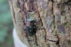 Chrysobothris kotoensis