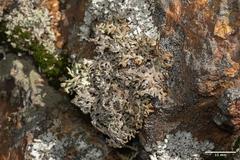 Hypogymnia schizidiata