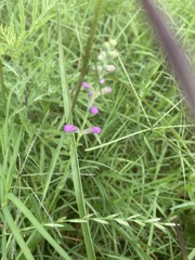 Physostegia pulchella