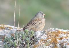 Emberiza buchanani