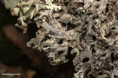 Hypogymnia schizidiata
