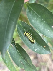 Pidorus