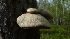 Pleurotus calyptratus