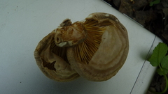 Pleurotus calyptratus