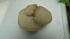 Pleurotus calyptratus