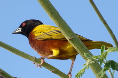Ploceus jacksoni