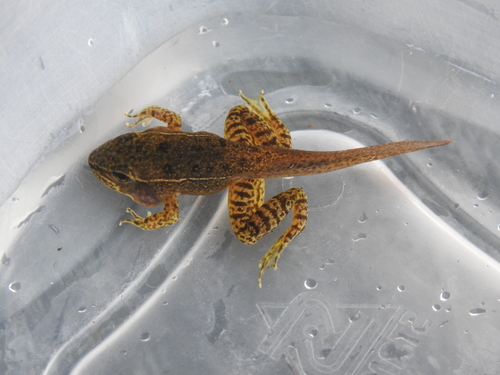 Highland Frog