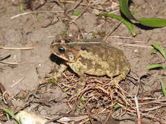 Incilius porteri