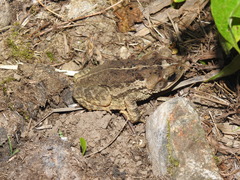 Incilius porteri