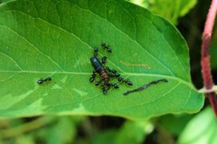 Crematogaster matsumurai