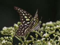 Graphium agamemnon agamemnon