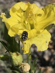 Acmaeodera obtusa
