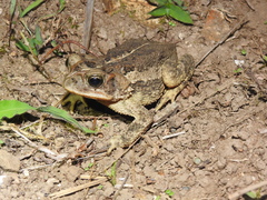 Incilius porteri