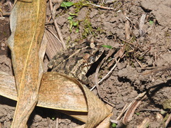 Incilius porteri
