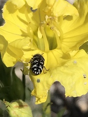 Acmaeodera obtusa