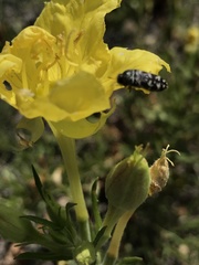 Acmaeodera obtusa