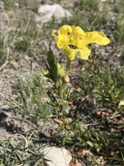 Acmaeodera obtusa