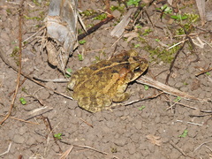 Incilius porteri