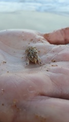 Emerita austroafricana