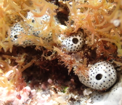 Didemnum carnulentum