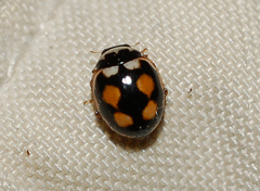 Coccinula sinuatomarginata