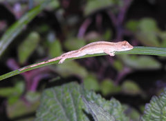 Anolis laeviventris
