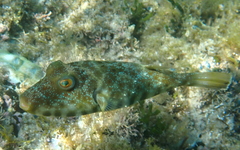 Sphoeroides lobatus