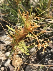 Cuscuta glabrior