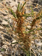 Cuscuta glabrior