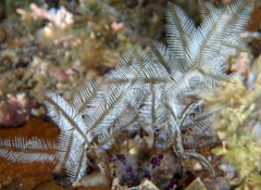 Macrorhynchia philippina