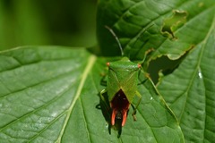 Acanthosoma labiduroides