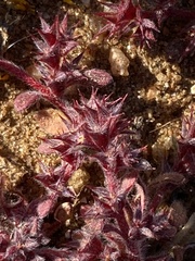 Chorizanthe polygonoides longispina