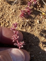 Chorizanthe polygonoides longispina