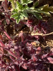 Chorizanthe polygonoides longispina