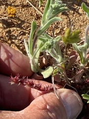 Chorizanthe polygonoides longispina