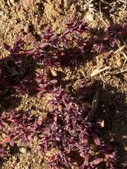 Chorizanthe polygonoides longispina