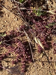 Chorizanthe polygonoides longispina