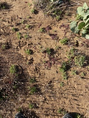 Chorizanthe polygonoides longispina