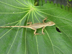 Anolis laeviventris