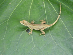 Anolis laeviventris