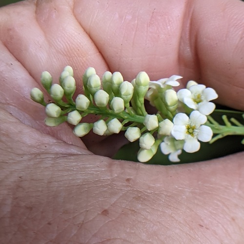Citharexylum caudatum