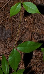 Thyrsanthella difformis