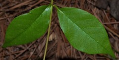 Thyrsanthella difformis