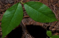 Thyrsanthella difformis