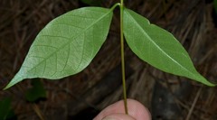 Thyrsanthella difformis